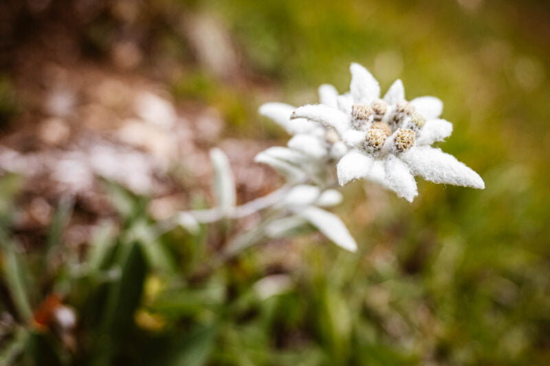 Edelweiss