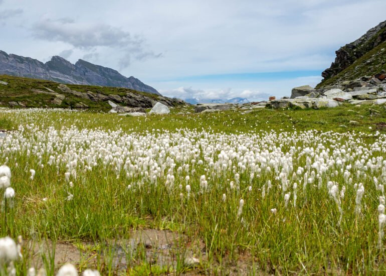 Wollgras beim Ampervreilsee