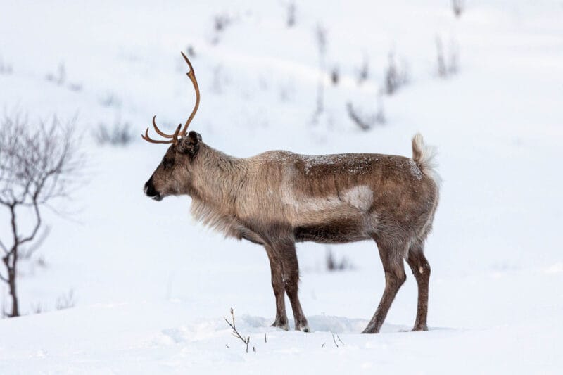 Rentier beim Storvatnet