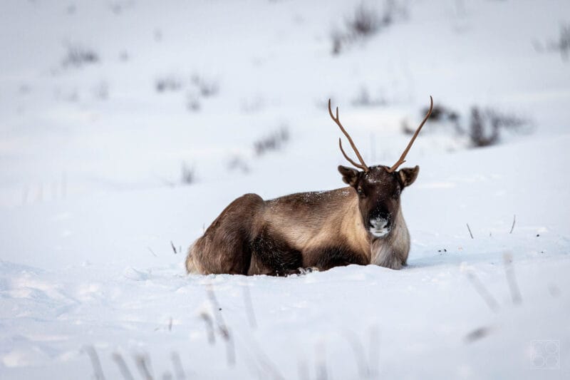 Rentier beim Storvatnet
