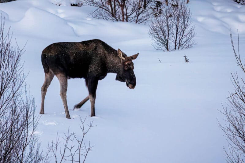 Elch bei Buvik